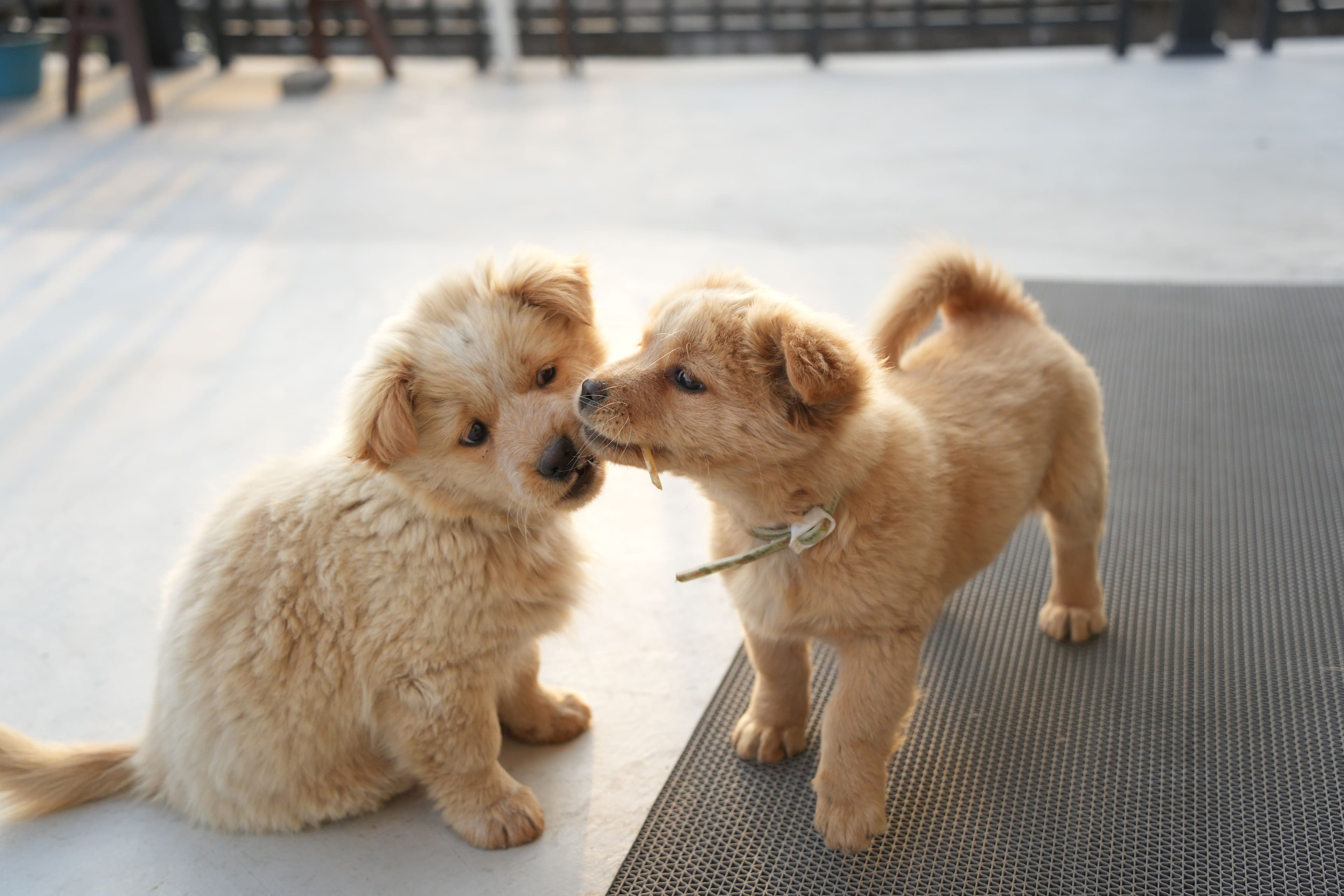 The Puppy Brain: How Your New Best Friend Learns — The Furry Funhouse, Dartford