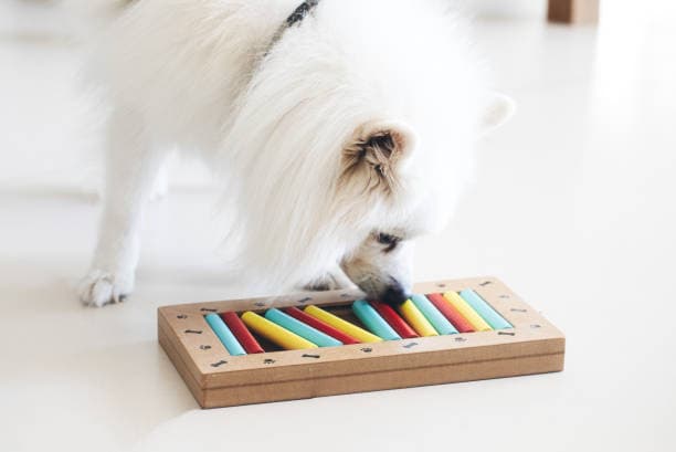 Brain vs. Brawn: Why Mental Stimulation is the Secret to a Calm, Happy Dog — The Furry Funhouse, Dartford