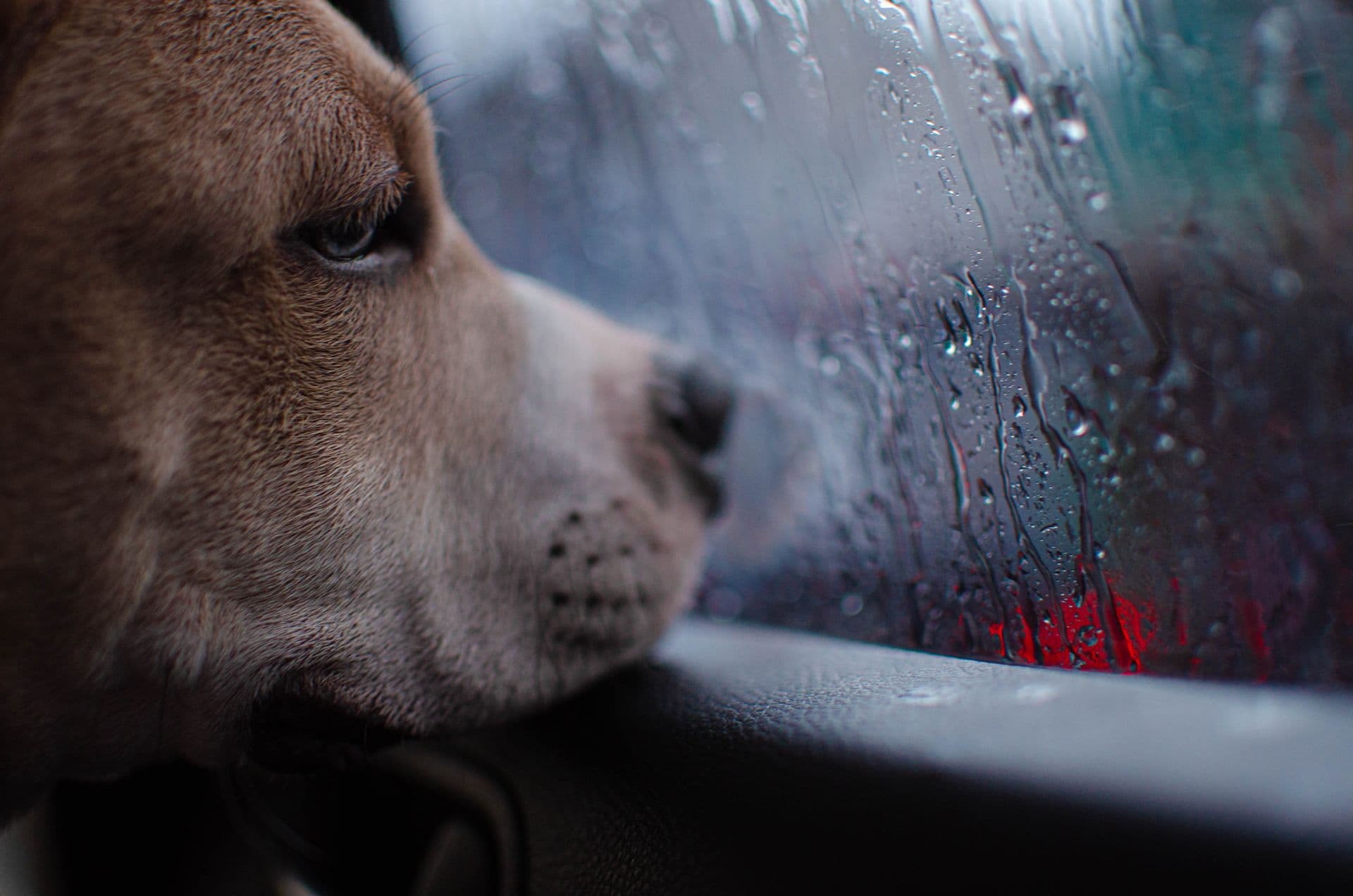 Rainy Days and Muddy Paws