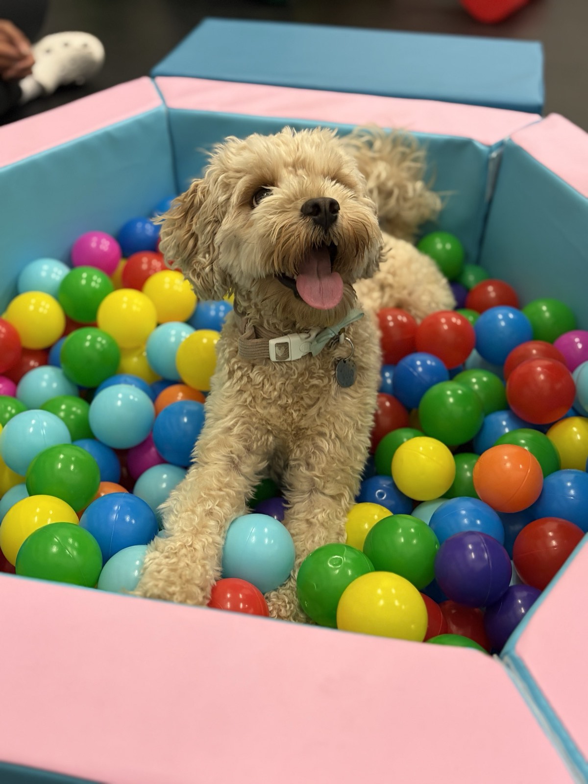 Cavapoo enjoying the ball pit